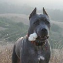 도고(DOGO) 이미지