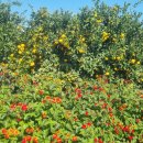 한라산교회 이미지