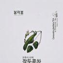 꼬투리걸 이미지