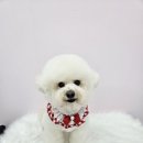 이쁜멍멍 이미지