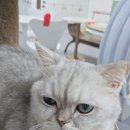 캣츠앤몬스터 이미지