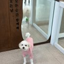 프찌 이미지