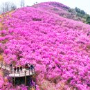 (여행) 국내 '최대 진달래 군락지'로 소문난 봄 여행지 3곳 이미지