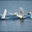 학-비상 이미지