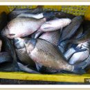 약산낚시터 이미지