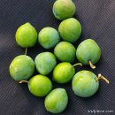 영이네농장 이미지