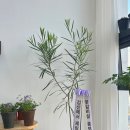 육시락검단신도시아라점 이미지