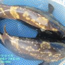 해솔바다낚시터 이미지