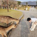 일본 교토 나라 당일치기 여우신사 사슴공원 1일 버스투어 후기