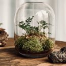 반려식물 테라리움 만들기 이미지