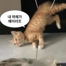 웰빙베이커리 | 푸켓 스테이웰빙 리조트 조식 &amp; 무에타이 무료체험 솔직 후기