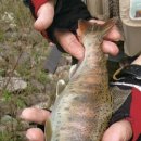 산천어낚시 이미지