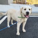 고매사거리 이미지