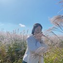 애월 B612 | [찰나의 순간을 기억하며] 우연히 만난 더 반가운 은빛물결 억세 (마노르블랑, 서부농업기술센터, 소길역 )