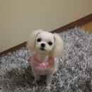 쪼쪼 이미지