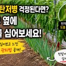 이삭농장 | 고추 탄저병 걱정된다면? 고추모종 옆에 파 심어본 실제 후기와 효과(실험)
