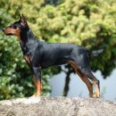 애견백과 - 저먼 핀셔 (German Pinscher) 이미지