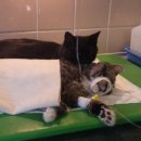 착한 고양이 이미지