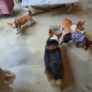 코기절미 이미지