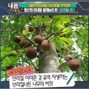 월성식품 이미지