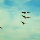 고음농장 이미지