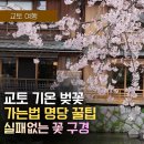 206.지행초교옆사거리_3 | 교토 기온 벚꽃 명소 완벽 가이드 2026년 지금 떠나면 최고 타이밍 기온 시다레자쿠라·마루야마 공원 후기