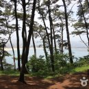 송림 이미지