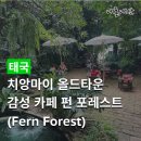 숲속카페브런치 | 치앙마이 카페 추천 펀포레스트(Fern Forest), 올드타운 시내 잠시 쉬기 좋은 숲속 감성 브런치 카페 후기