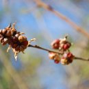 만두나무 이미지