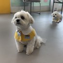 킨더퍼피 이미지