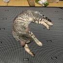 콜렌육십도 | 겨울을 따뜻하게 보낼 수 있는 전자파 걱정없는 (주) 자운의 ‘콜렌반려동물온매트’ 구매후기