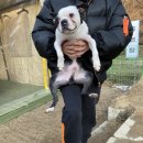 애견랜드 이미지