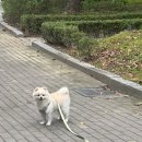 놀자꾸나 | 성균관대 셀프사진관 첫 체험! 오뭉치와의 산책