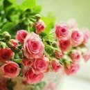 하얀노을 이미지