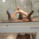 위례게코샵티라노 | 위례 게코샵 티라노 6세 아이 체험 후기｜파충류 키즈카페 추천 (아이 반응 최고)