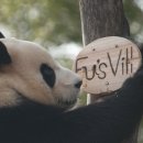 들개농장 이미지