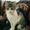 이쁜냥이 이미지