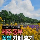 들풀 담소 | 제주 동부 카페 추천 유채꽃 가득 스냅사진 배경지 글렌코 말차라떼 입장료 포함 후기