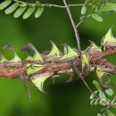 가시(thorn)