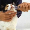 로잔동물의료센터 이미지