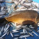 냉정 낚시터 이미지