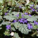 금란초교 이미지