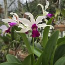 Myc Rio 's Little Treasure(Mcp. albopurpurea x C. violacea ) 이미지