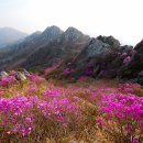 진달래화원 이미지