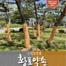 큰솔조경나무병원 이미지