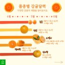 일조농장 | 감귤의 여왕 〔만감류〕를 아시나요? 만감류 종류 및 영양성분과 효능