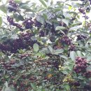 아로니아 수확시기 이미지