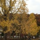 나보다 예쁘개 이미지