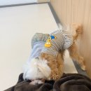 광주 애견유치원 애견호텔 플레이멍 이미지