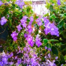 국제꽃식물원 이미지